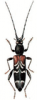 +bug+insect+pest+Anaglyptus+ clipart