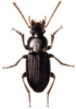 +bug+insect+pest+Anisodactylus+ clipart