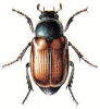 +bug+insect+pest+Anisoplia+ clipart