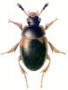 +bug+insect+pest+Anisotoma+ clipart
