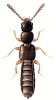 +bug+insect+pest+Anomognathus+ clipart