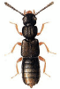 +bug+insect+pest+Anotylus+ clipart