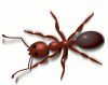 +bug+insect+pest+Ant+copper+colored+ clipart