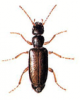 +bug+insect+pest+Anthicus+ clipart