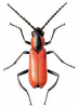 +bug+insect+pest+Anthocomus+ clipart