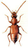 +bug+insect+pest+Anthophagus+ clipart