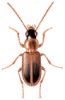 +bug+insect+pest+Anthracus+ clipart