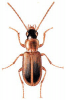 +bug+insect+pest+Anthracus+ clipart