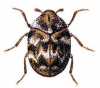 +bug+insect+pest+Anthrenus+ clipart