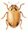 +bug+insect+pest+Aphidecta+ clipart