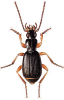 +bug+insect+pest+Aptinus+ clipart