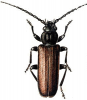 +bug+insect+pest+Arhopalus+ clipart