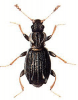 +bug+insect+pest+Aridius+ clipart