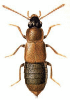 +bug+insect+pest+Arpedium+ clipart