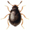 +bug+insect+pest+Aspidiphorus+ clipart