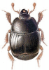 +bug+insect+pest+Atholus+ clipart