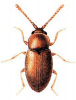 +bug+insect+pest+Atomaria+ clipart