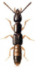 +bug+insect+pest+Atrecus+ clipart