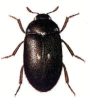 +bug+insect+pest+Attagenus+ clipart