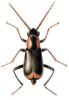 +bug+insect+pest+Axinotarsus+ clipart