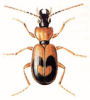 +bug+insect+pest+Badister+ clipart