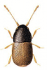 +bug+insect+pest+Baeocrara+ clipart