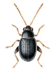 +bug+insect+pest+Batophila+ clipart