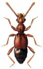 +bug+insect+pest+Batrisodes+ clipart