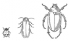 +bug+insect+pest+Beetles+ clipart