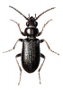 +bug+insect+pest+Bembidion+ clipart