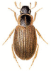 +bug+insect+pest+Berosus+ clipart