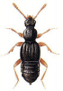 +bug+insect+pest+Bibloporus+ clipart