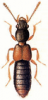 +bug+insect+pest+Bledius+ clipart