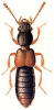 +bug+insect+pest+Bledius+ clipart