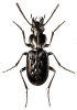 +bug+insect+pest+Blethisa+ clipart