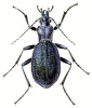 +bug+insect+pest+Blue+Ground+Beetle+ clipart