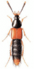 +bug+insect+pest+Bolitobius+ clipart