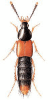 +bug+insect+pest+Bolitobius+ clipart