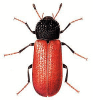 +bug+insect+pest+Bostrychus+ clipart