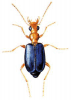 +bug+insect+pest+Brachinus+ clipart