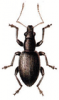 +bug+insect+pest+Brachyderes+ clipart