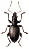 +bug+insect+pest+Brachyderes+ clipart