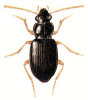 +bug+insect+pest+Bradycellus+ clipart