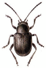 +bug+insect+pest+Bromius+ clipart