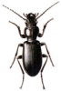+bug+insect+pest+Broscus+ clipart