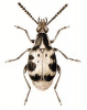 +bug+insect+pest+Bruchidius+ clipart