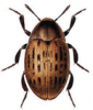 +bug+insect+pest+Byrrhus+ clipart