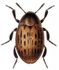 +bug+insect+pest+Byrrhus+ clipart