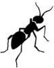 +bug+insect+pest+ clipart