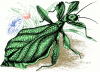 +bug+insect+pest+Walking+Leaf+Insect+ clipart